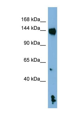 NALP1 / NLRP1 Antibody (aa323-372, Biotin)