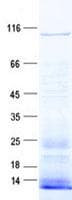 Human TUBGCP2 / GCP2 Protein (Recombinant His, N-Terminal)