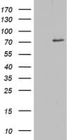 OAS2 Antibody (aa60-335, clone OTI5C10)