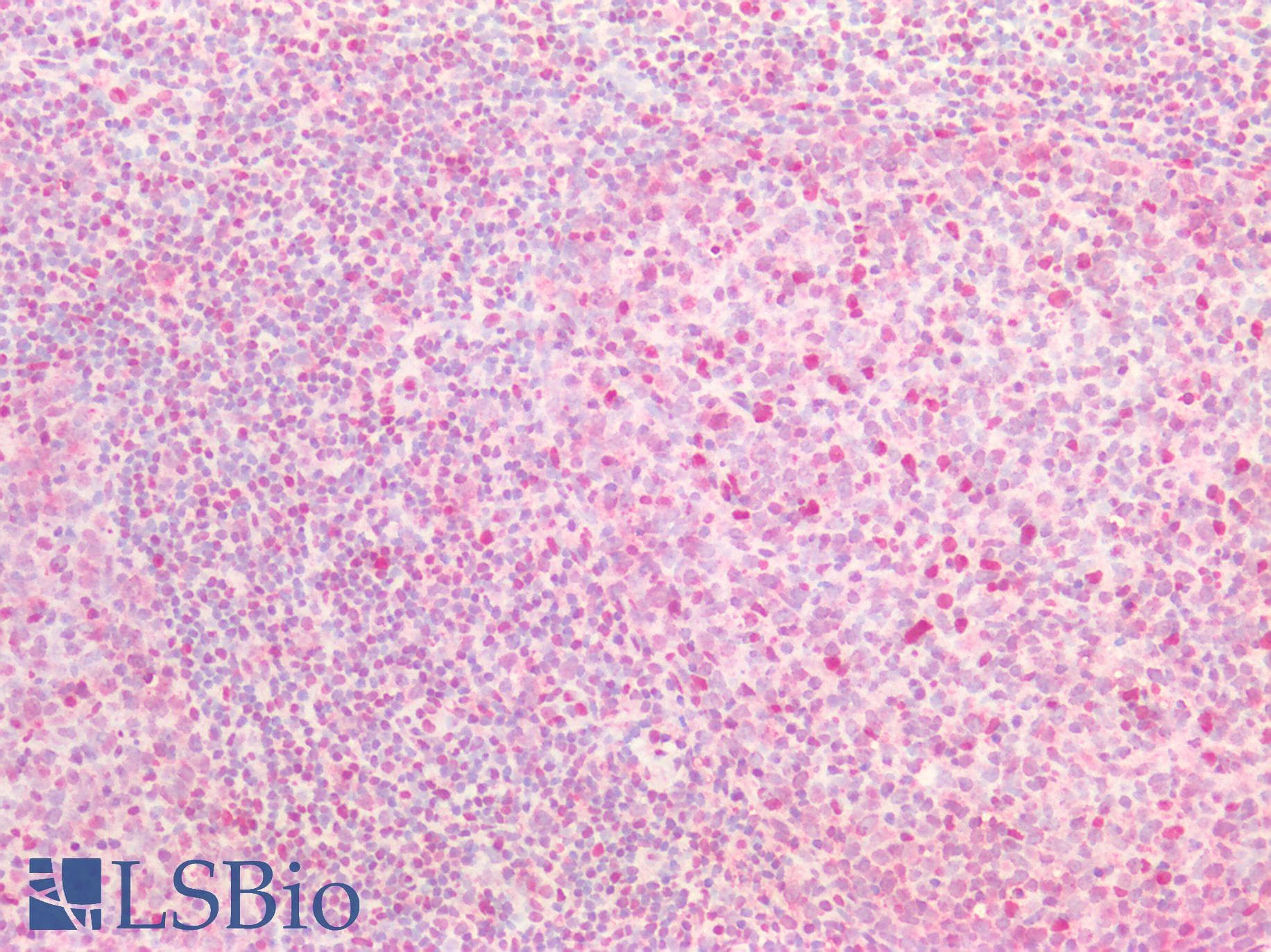 IHC-plus™ OGG1 Antibody
