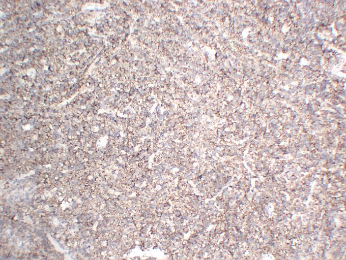 CD3E Antibody (clone ABT-CD3)