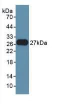 FGF21 Antibody (aa25-208)