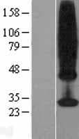 MS4A4A Protein (Over-Expression Lysate Myc-DDK (Flag))