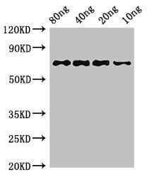 Polyclonal Rabbit anti-Escherichia coli htpG Antibody (WB)