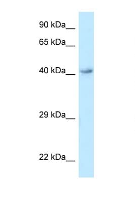 Polyclonal Rabbit anti-Human O3FAR1 / GPR120 Antibody (aa243-292, WB)