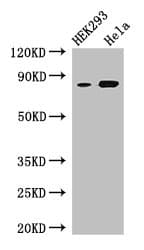 Polyclonal Rabbit anti-Human MFI2 / p97 Antibody