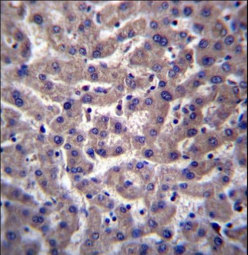 PTGR2 / PGR2 Antibody (aa65-94)
