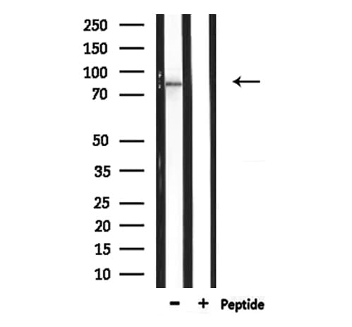 ZBTB17 / MIZ-1 Antibody