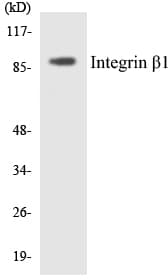 Polyclonal Rabbit anti-Human ITGB1 / Integrin Beta 1 / CD29 Antibody (aa733-782, WB)