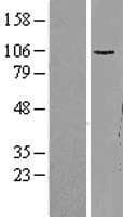 GRIA1 / GLUR1 Protein (Over-Expression Lysate Myc-DDK (Flag))