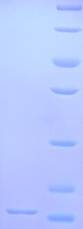 Mouse GCGR / Glucagon Receptor Protein (Recombinant His)