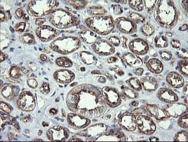 PHF7 Antibody (aa155-381, clone OTI1A2)