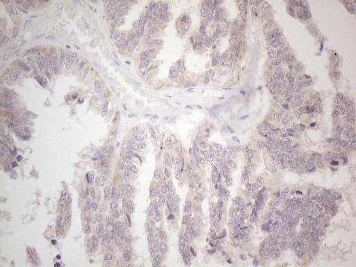 CIAPIN1 / Anamorsin Antibody (aa97-312, clone OTI2F1)