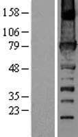 URP2 / FERMT3 Protein (Over-Expression Lysate Myc-DDK (Flag))