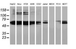 Monoclonal Mouse anti-Human HDAC1 Antibody (clone OTI5C3, IF, WB)