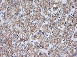 HMRF1L / MTRF1L Antibody (clone OTI1C8)