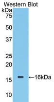 CDK1 / CDC2 Antibody (aa59-181)