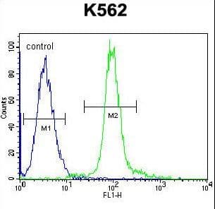 GLMN Antibody (aa498-525)