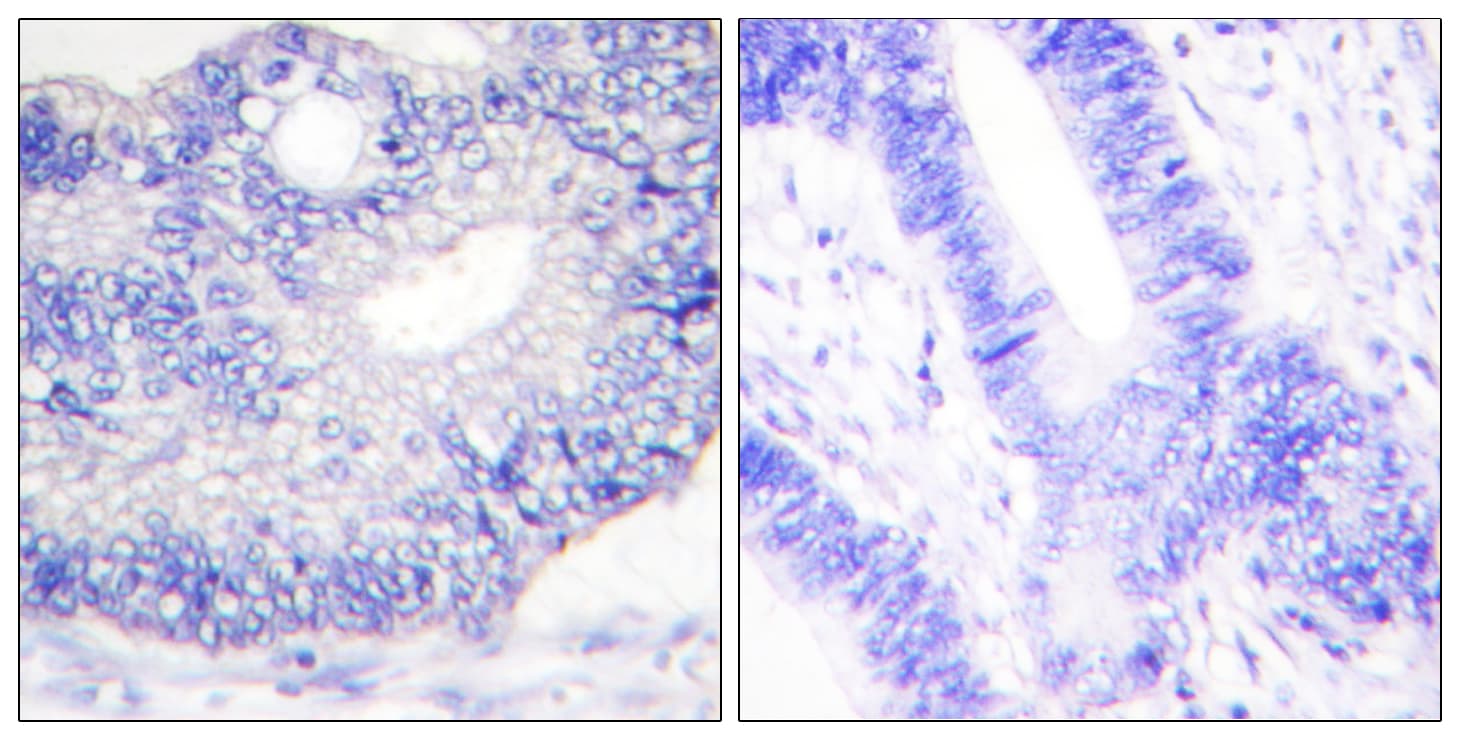 TGFA / TGF Alpha Antibody (aa111-160)