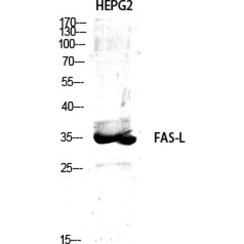 FASLG / Fas Ligand Antibody (70-150 aa, Internal)
