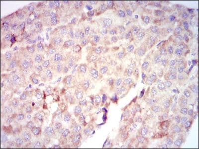 RAF1 / RAF Antibody (clone 4G4)