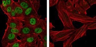 NANOG Antibody (aa20-166, clone 1E6C4)