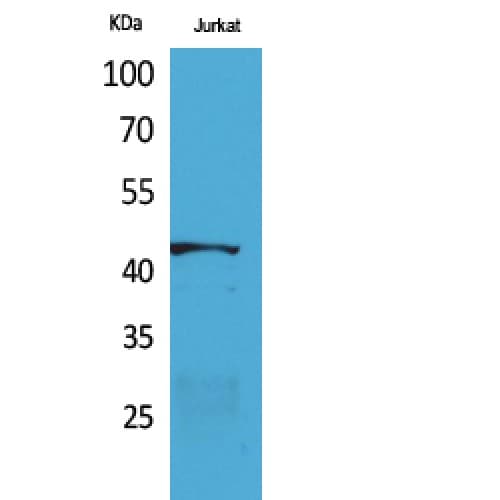 E2F4 Antibody