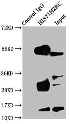 HIST1H2BN Antibody