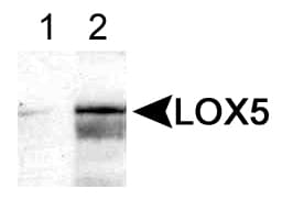 IHC-plus™ ALOX5 / 5-LOX Antibody (aa100-200)