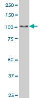 SALL4 Antibody (clone 6E3)