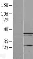 UBXN1 Protein (Over-Expression Lysate Myc-DDK (Flag))