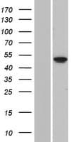 FOLH1B Protein (Over-Expression Lysate Myc-DDK (Flag))