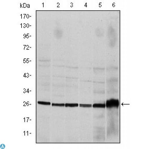 CASP8 / Caspase 8 Antibody