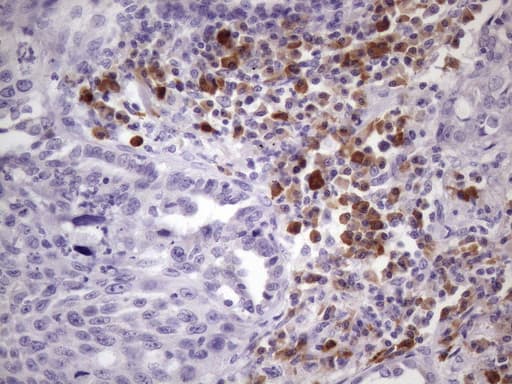 Monoclonal Mouse anti-Human BTG2 Antibody (clone OTI1G3, IHC, WB)