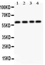 CBFA1 / RUNX2 Antibody (aa244-278)