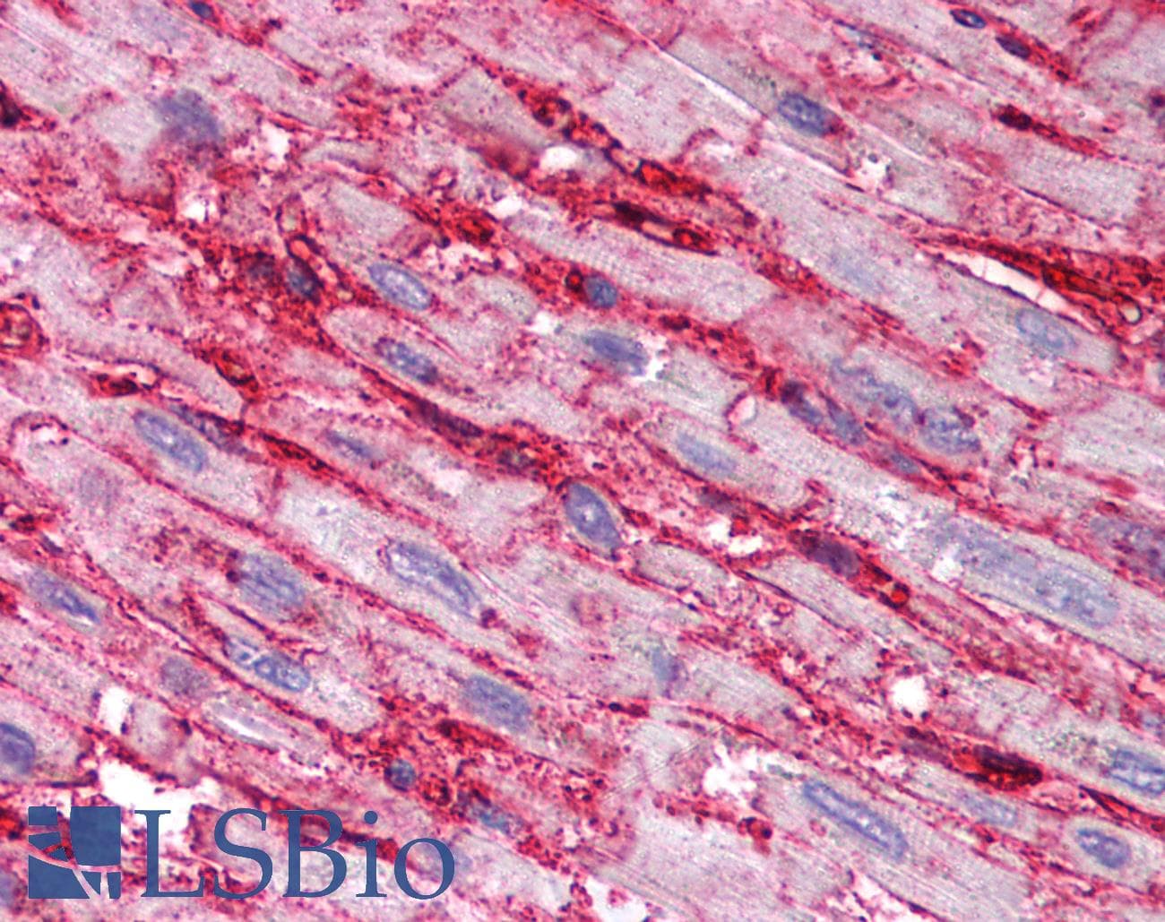 IHC-plus™ CD36 Antibody (aa99-114)