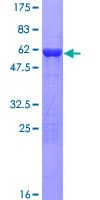 Human FRMPD2 Protein (Recombinant GST)