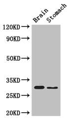 Polyclonal Rabbit anti-Human COPS7B / CSN7B Antibody