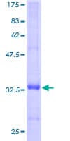Human FXYD3 Protein (Recombinant GST)