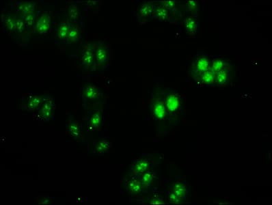 HIST1H2BN Antibody
