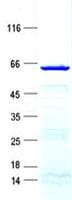 Human STX11 / Syntaxin 11 Protein (Recombinant GST, N-terminus + His, C-terminus)