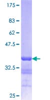 Human LMNB1 / Lamin B1 Protein (Recombinant GST, N-terminus)