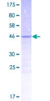 Human C14orf181 Protein (Recombinant GST)