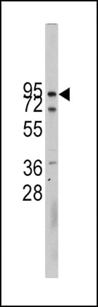 CDH10 / Cadherin 10 Antibody (aa25-55)