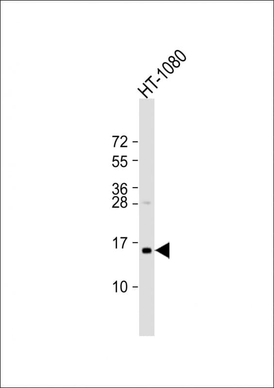TAX1BP3 Antibody (C-Terminus)