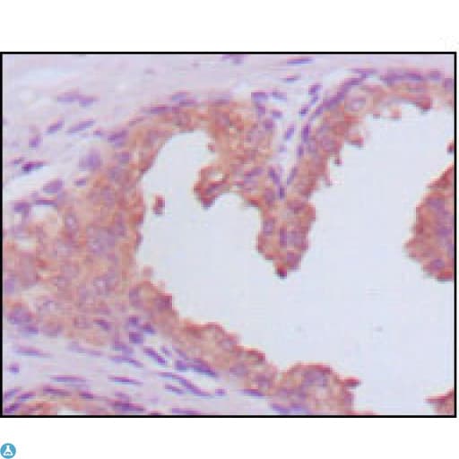 KLK3 / PSA Antibody