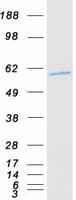 Human PTGES3L Protein (Recombinant Myc-DDK (Flag))