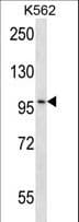 CARD10 / CARMA3 Antibody (aa518-546)