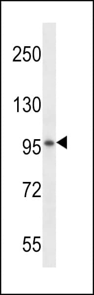 SPON1 / F-Spondin Antibody (aa15-43)