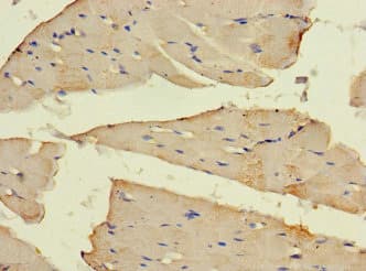 SLC16A10 Antibody